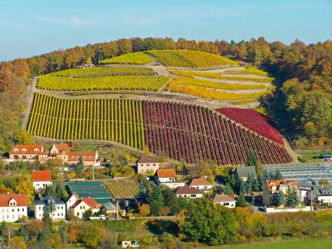 Weinberg Klausenberg - Rebstöcke mit zum Teil rotem Weinlaub