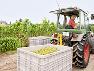 Traktor und Behälter mit gelesenen Trauben im Weinberg