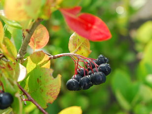 Aronia berries