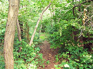Waldweg