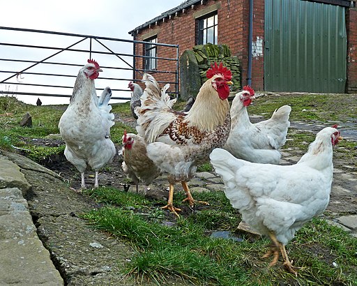 Hühner und Hahn