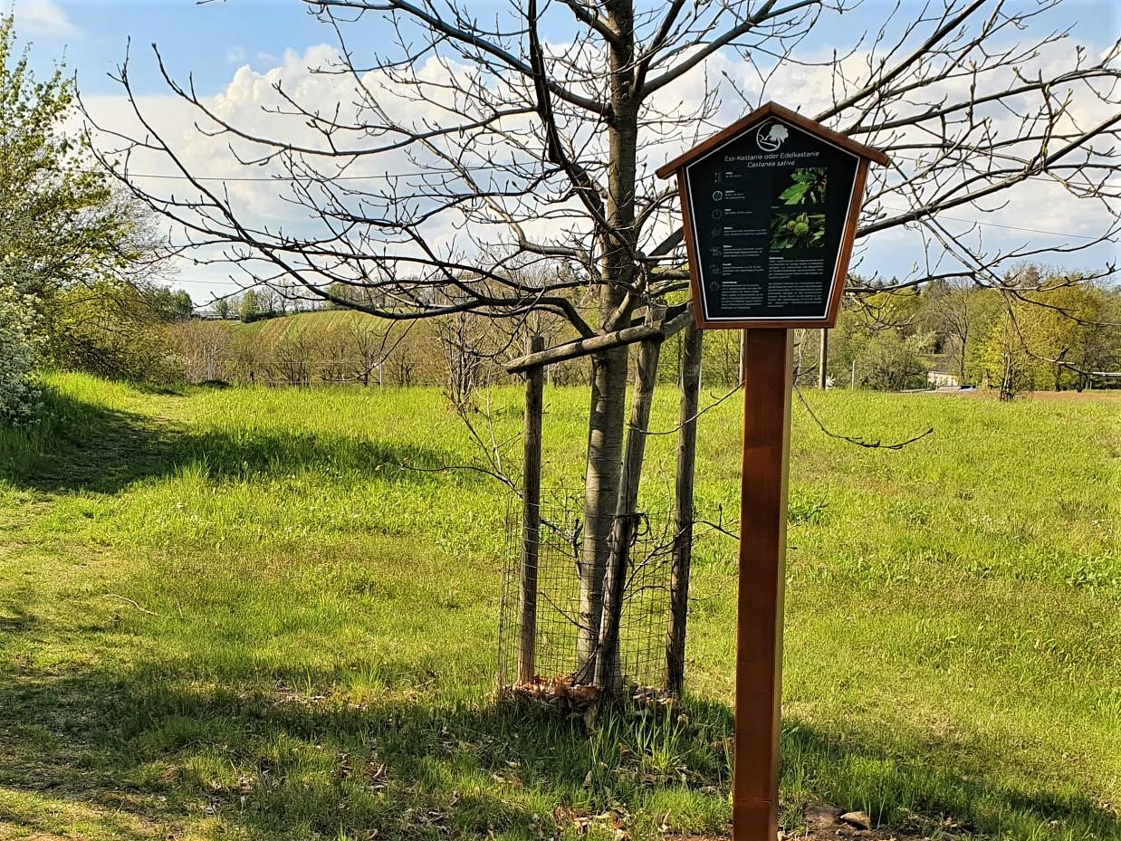 Kastanie und Lehrtafel am Baumlehrpfad