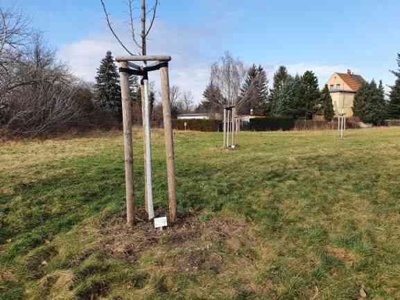 Patenbaum mit Plakette