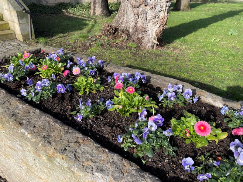 Ein mit violetten Stiefmütterchen und rosa Gänseblümchen bepflanzter Steinkübel