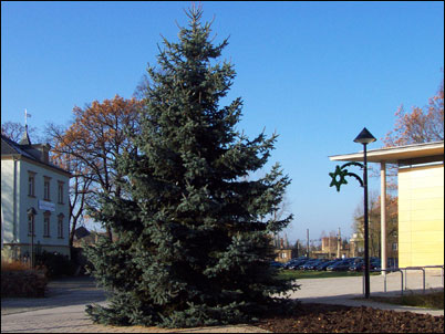 großer Weihnachtsbaum steht vor dem Rathaus
