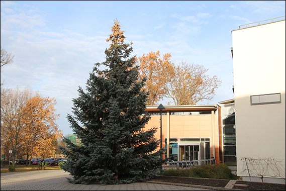 Weihnachtsbaum steht vor dem Rathaus