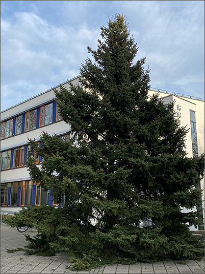 Weihnachtsbaum vor dem Rathaus