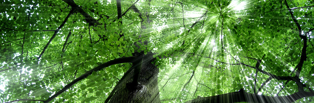 Blick in Baumkrone - Sonne scheint durch das Blätterdach