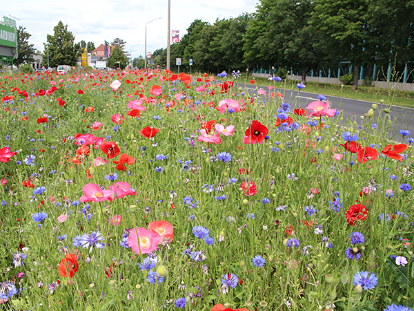Wiese mit Mohn- und Kornblumen an der Dresdner Straße