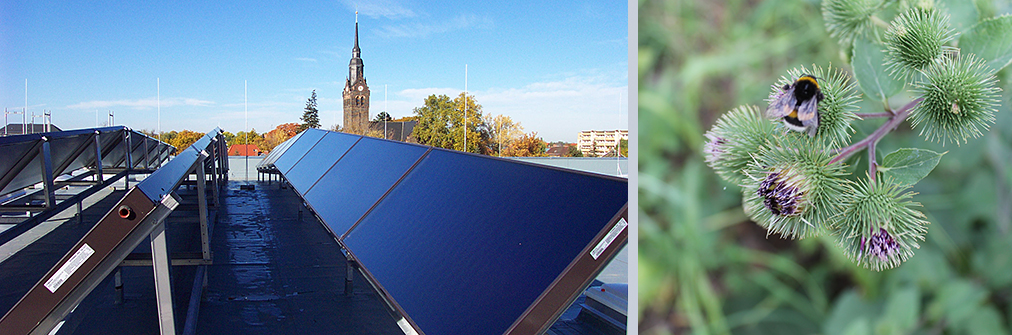 Klimaschutz - Solaranlage auf Dach und Insekt auf Blüte