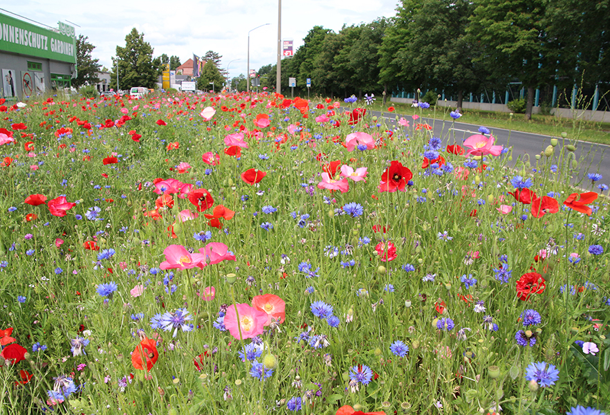 Wiese mit Mohn- und Kornblumen an der Dresdner Straße