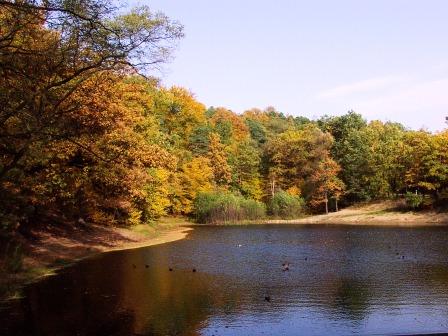 Herbst am Spitzgrundteich im Friedewald