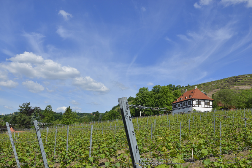 Weinberg mit jungen Weinstöcken